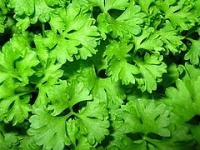 parsley benefits